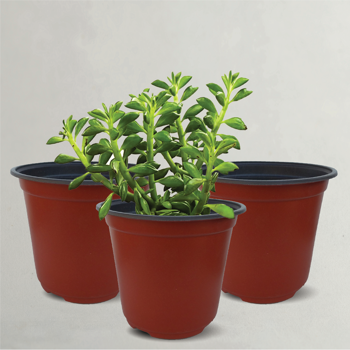 PLASTIC POT SET OF 12 (12.5X11CM)