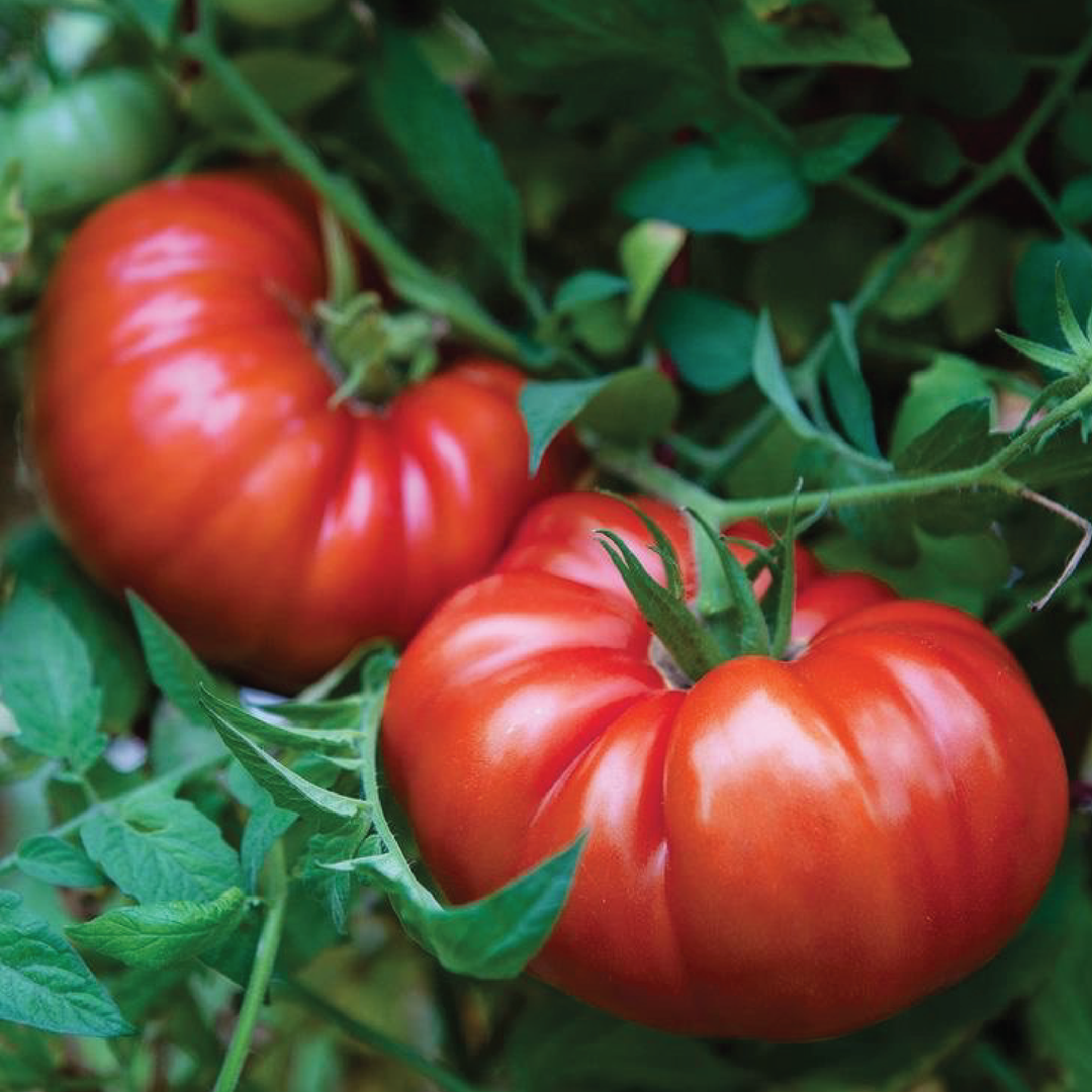 ORGANIC BEEFSTEAK TOMATO SEEDLING<br> شتلات طماطم بيف ستيك