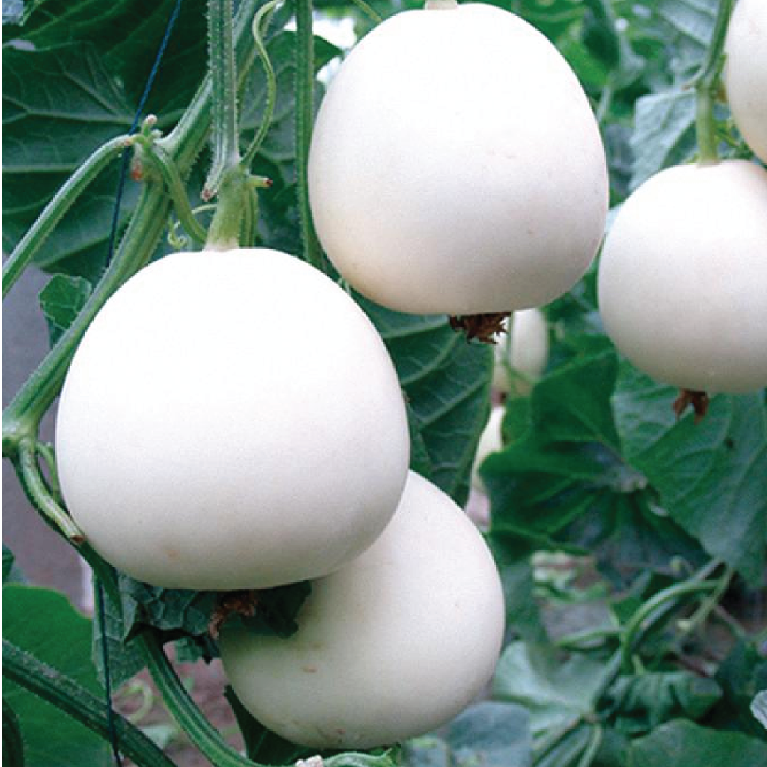 WHITE MELON SEEDS <br> بذور البطيخ الأبيض