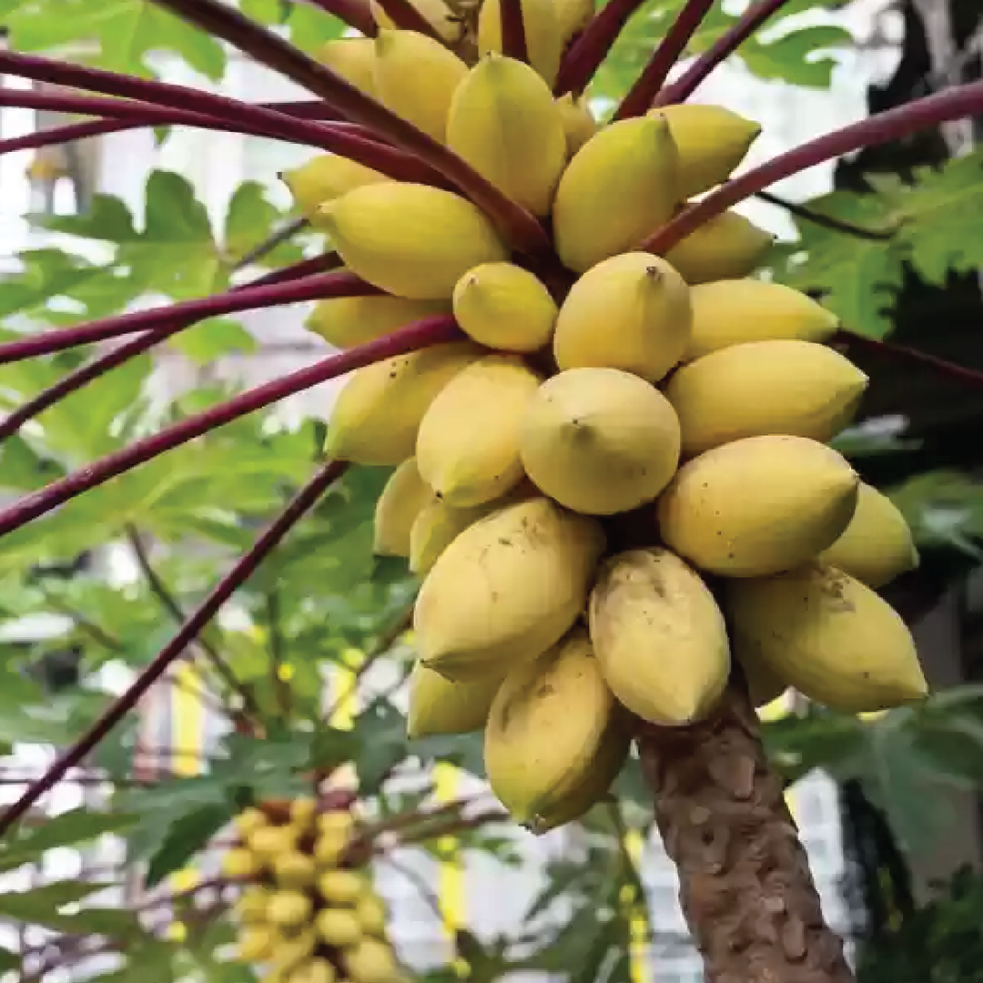 GOLDEN CREAMY PAPAYA SEEDS <br> بذور البابايا الكريمية الذهبية