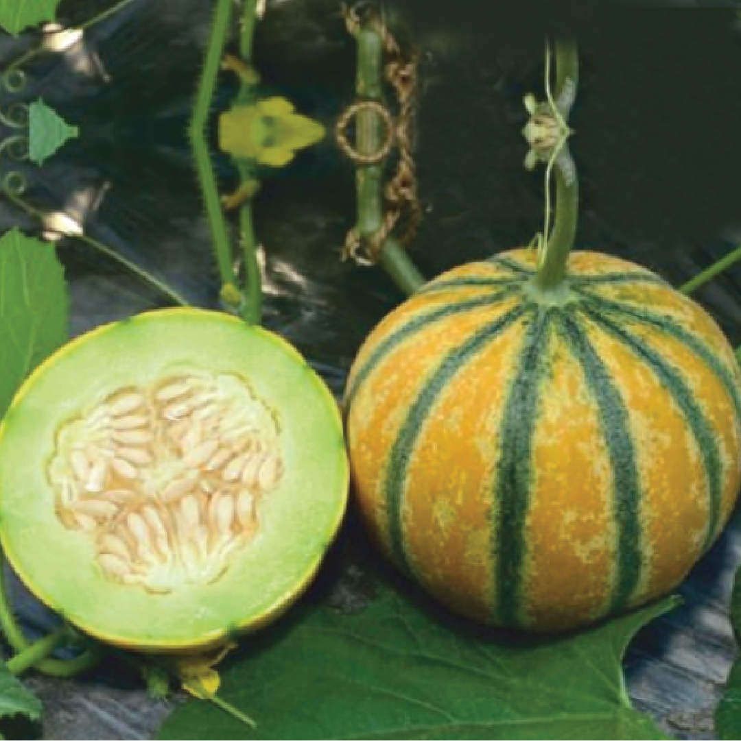 HONEY SWEET MELON SEEDS <br> بذور الشمام الحلو العسلي