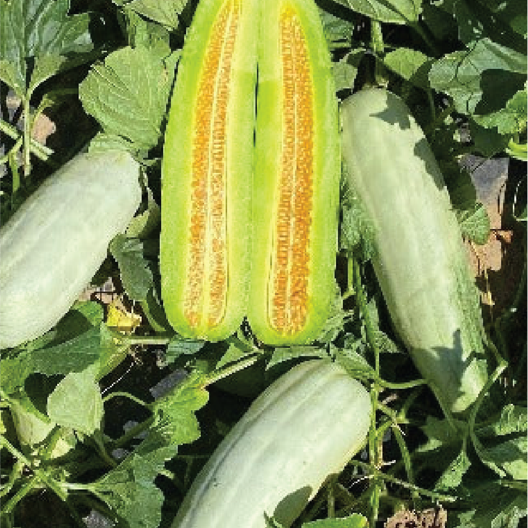 CROISSANT HONEY MELON SEEDS <br> بذور شمام الكرواسان العسلي