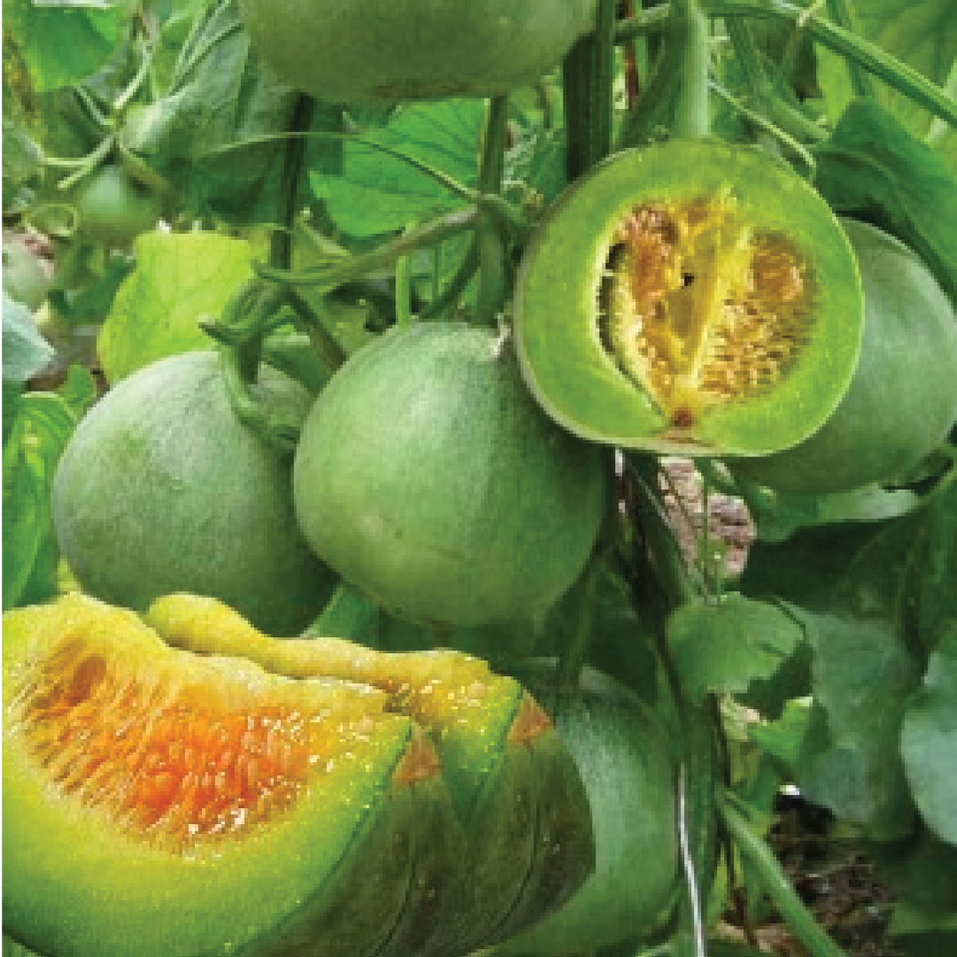 EMARALD MELON SEEDS <br> بذور البطيخ الزمردي