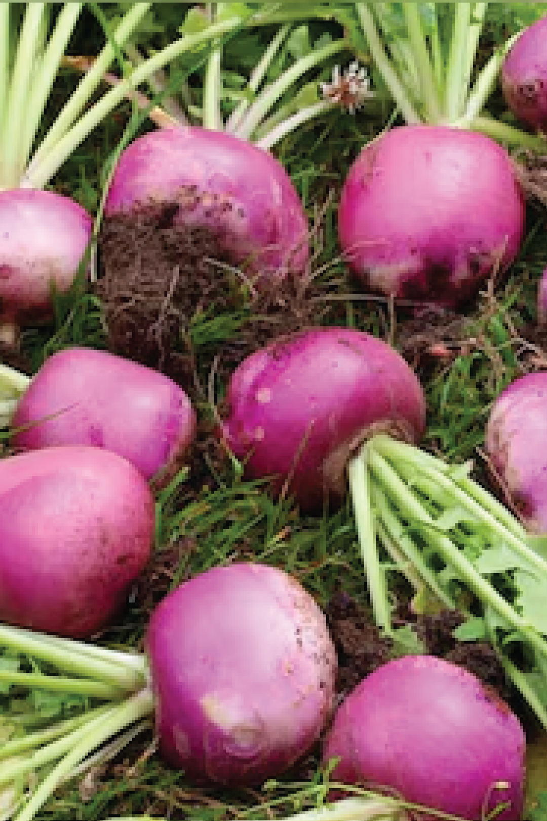 ORGANIC TURNIP SEEDLING <br>  شتلات اللفت العضوي