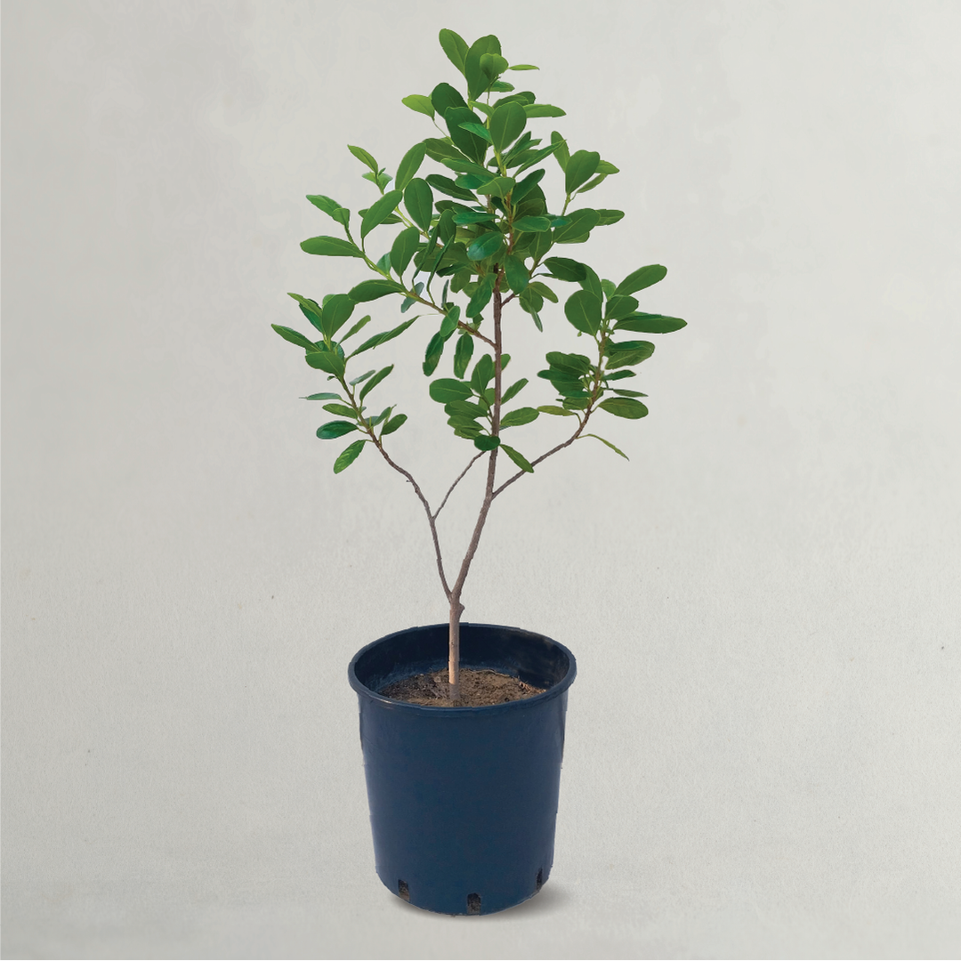FICUS MICROCARPA PLANT