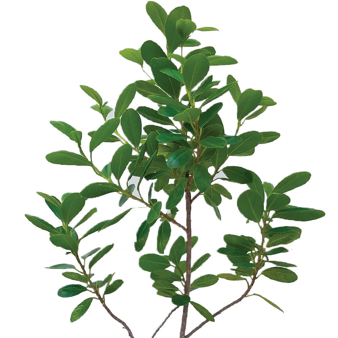 FICUS MICROCARPA PLANT