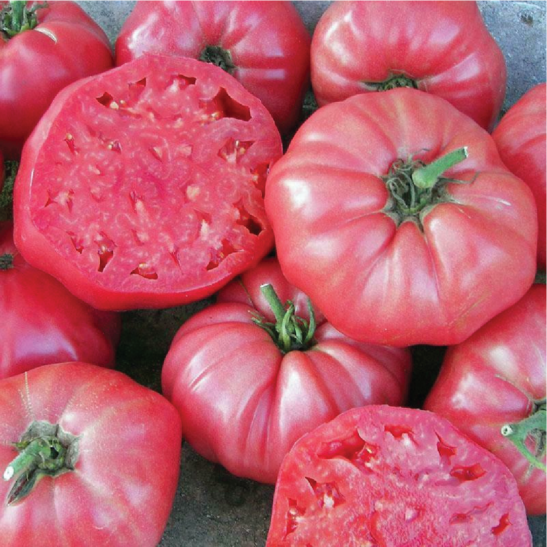 TOMATO BRANDYWINE PINK SEEDS <br>بذور طماطم براندي واين الوردي