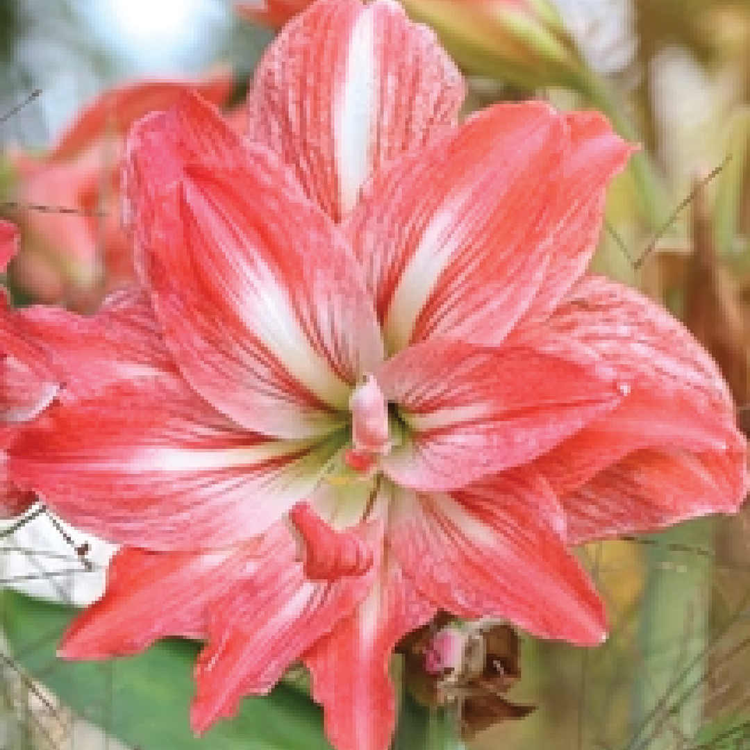 AMARYLLIS LADY JANE BULBS<br>أبصال أمارلس ليدي جين