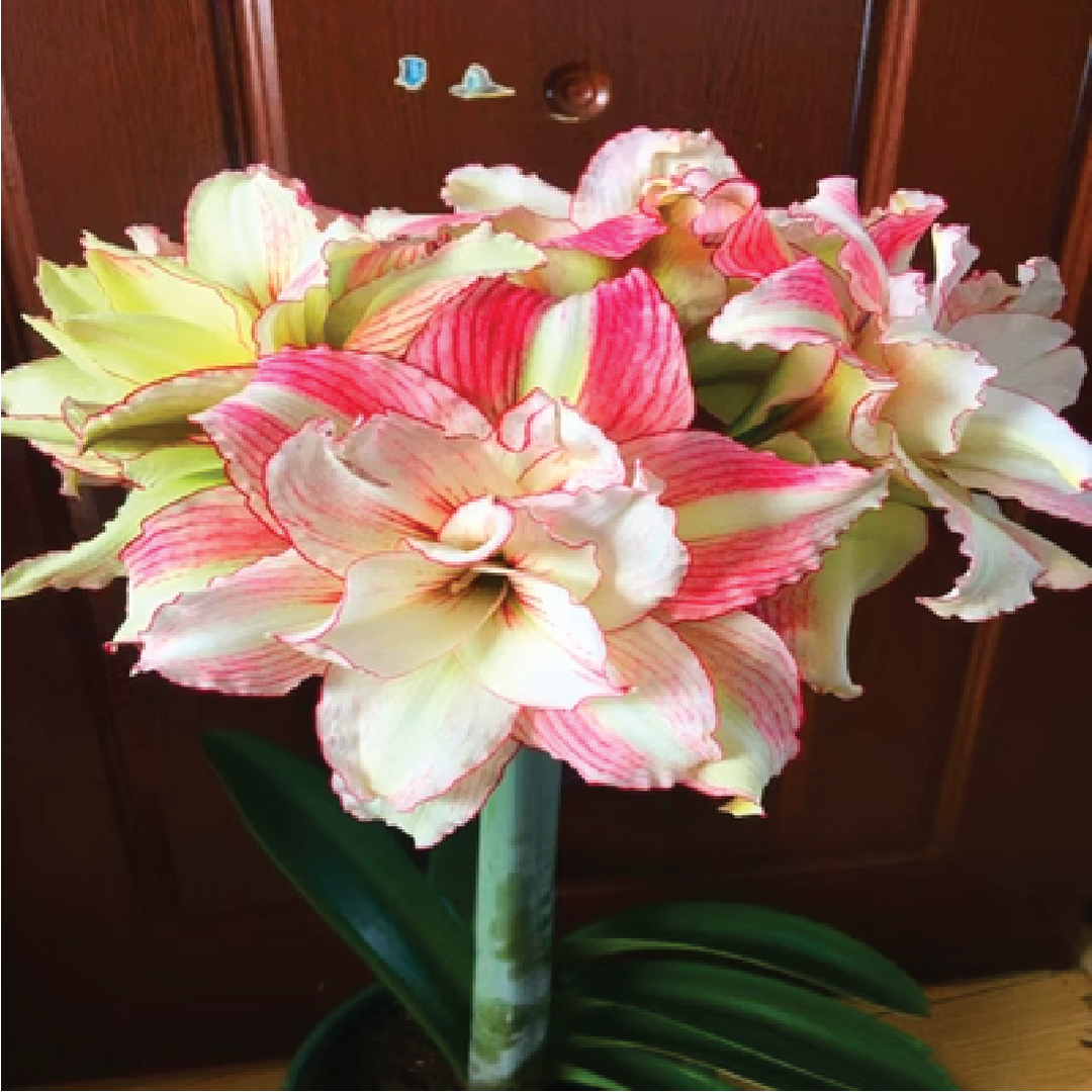 AMARYLLIS DOUBLE FLOWER BULBS <br>أبصال أمارلس ذات الزهرة المزدوجة