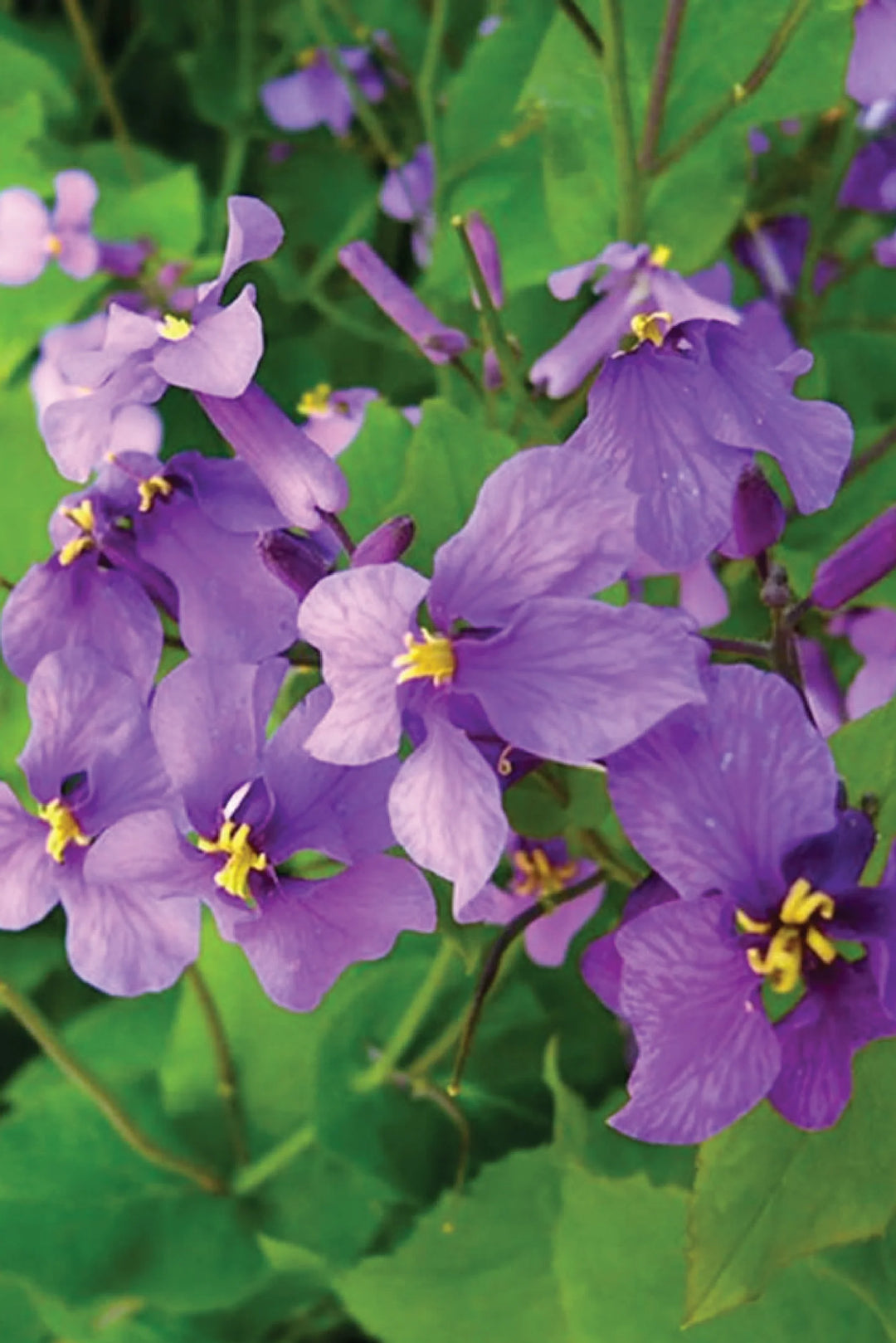 VIOLET FLOWER SEEDLING <br>  شتلات زهور البنفسج
