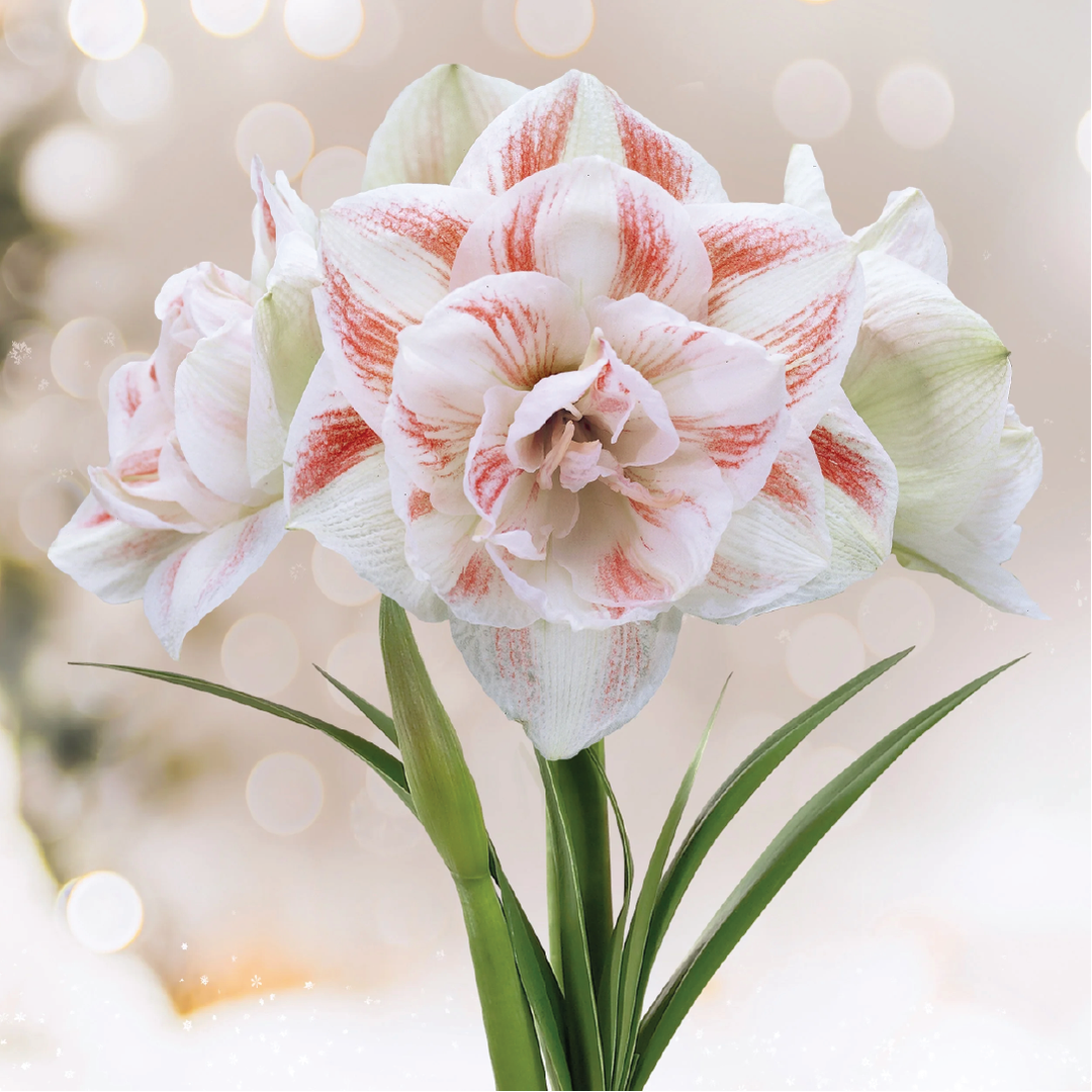 DOUBLE AMARYLLIS BULBS <br>أبصال الأمارلس المزدوجة