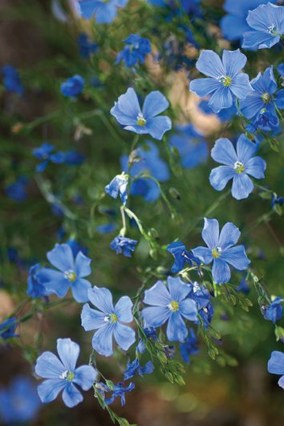 BLUE FLAX SEEDS <br> بذور زهور الكتان الأزرق