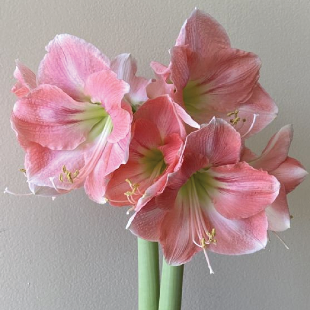 AMARYLLIS ROSALIE BULBS <br>أبصال الأمارلس روزالي
