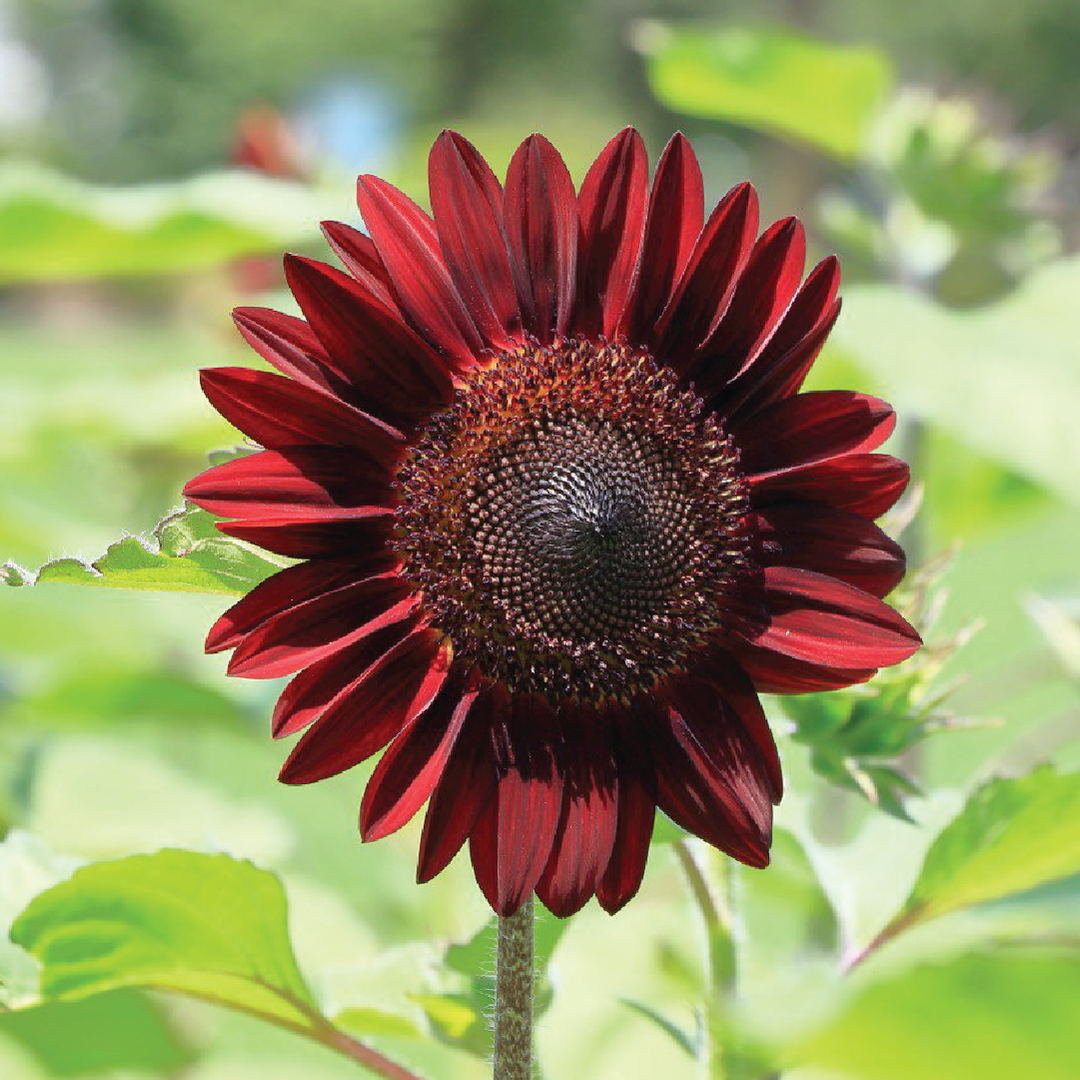 MAROON SUNFLOWER SEEDS <br> بذور دوار الشمس كستنائي