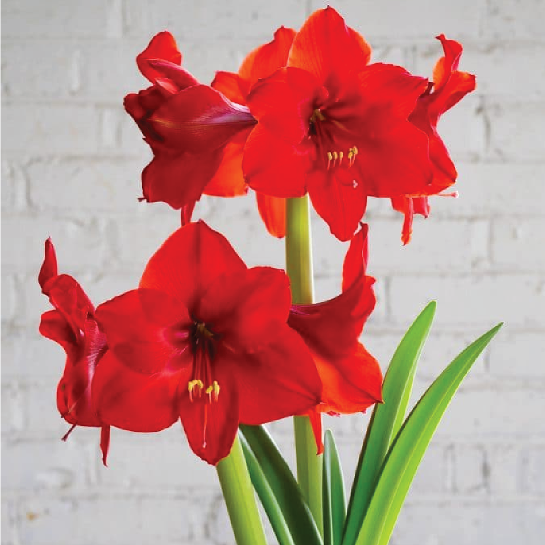 AMARYLLIS RED RIVAL BULBS <br> أبصال أمارلس الحمراء المتنافسة