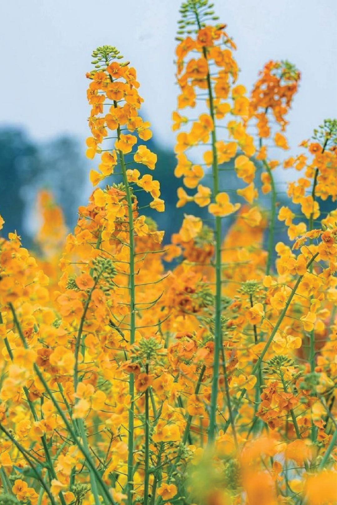 RAPESEED SEEDS <br> بذور زهور اللفت