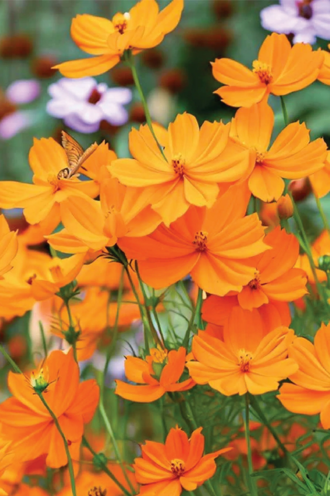 SULFUR COSMOS SEEDLING <br>  شتلات زهور كوزموس سولفير