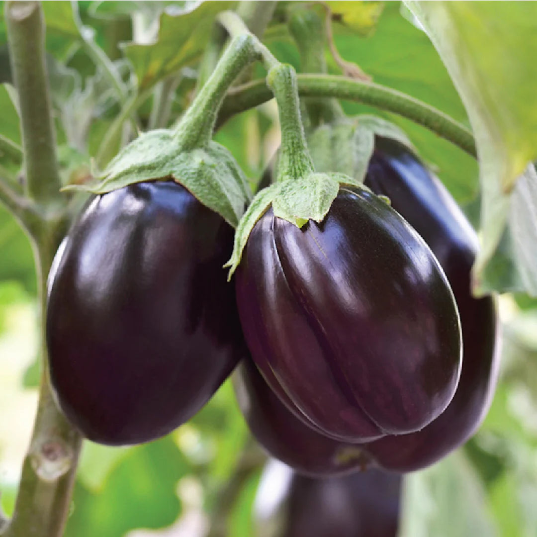 ORGANIC EGGPLANT SEEDLING<br> شتلات الباذنجان العضوية