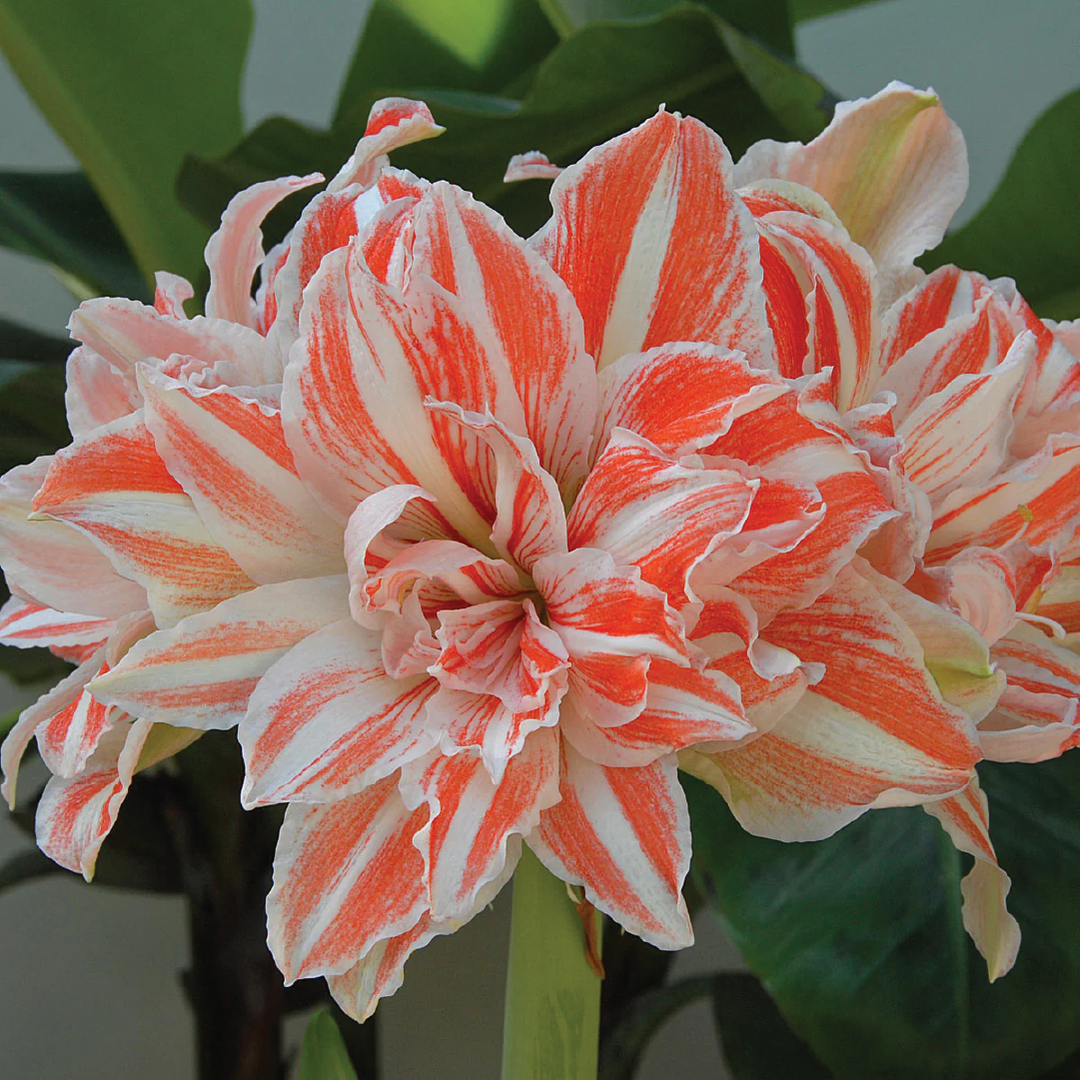 AMARYLLIS DANCING QUEEN BULBS <br> أبصال أمارلس ملكة الرقص