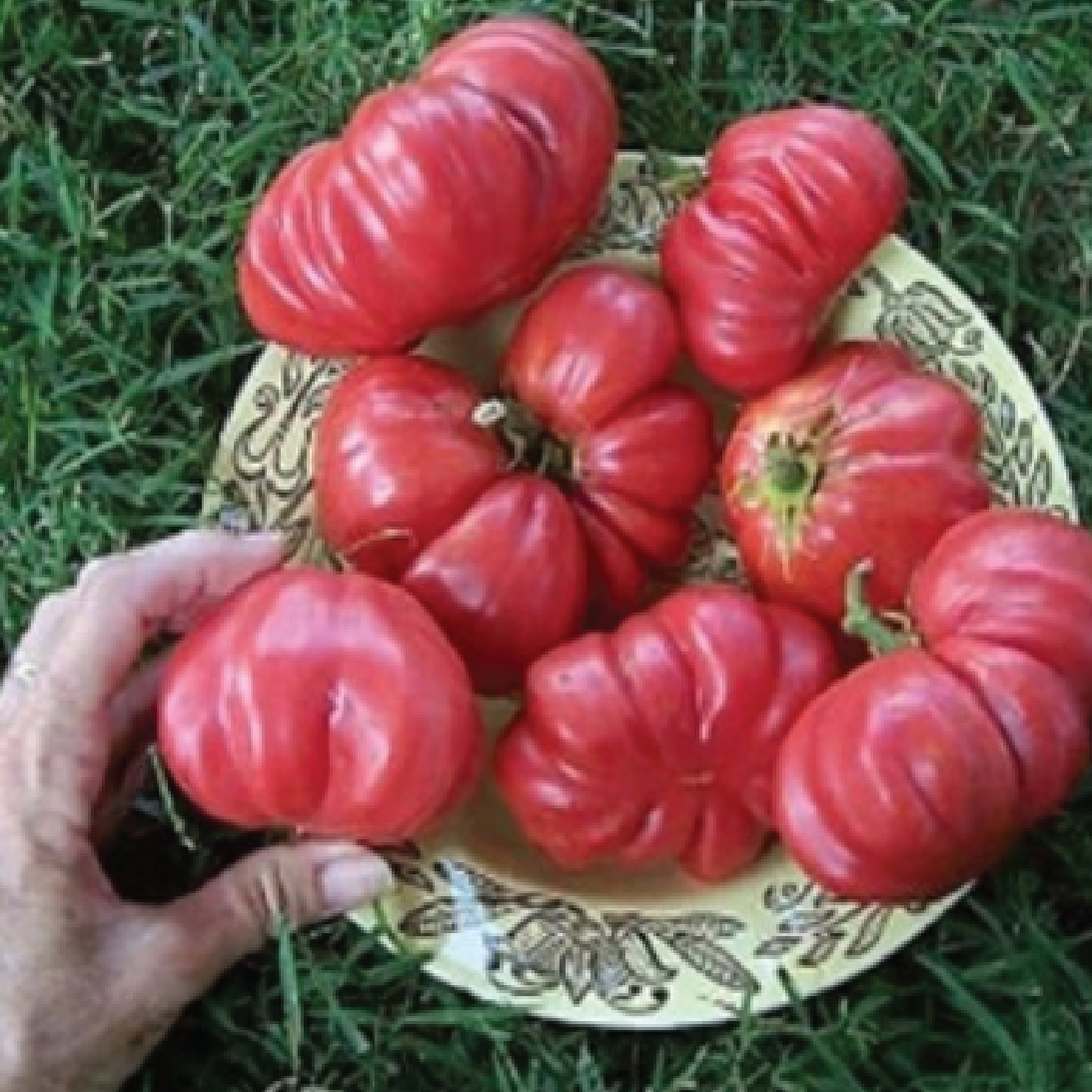 TOMATO GIANT BELGIUM PINK SEEDS <br> بذور الطماطم البلجيكية العملاقة الوردية