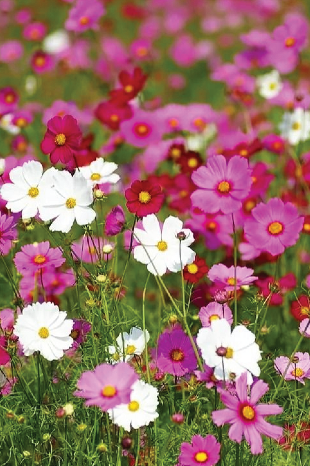 COSMOS MIX SEEDS <br> بذور زهور الكوزموس المتنوعة