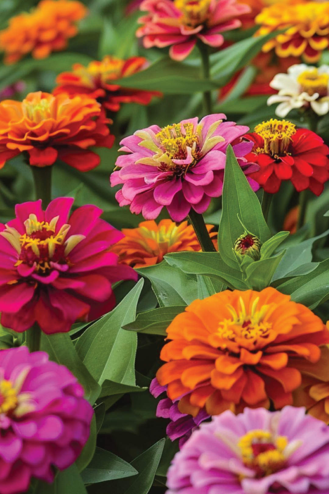 ZINNIA MIX SEEDS <br> بذور زهور الزينيا المتنوعة