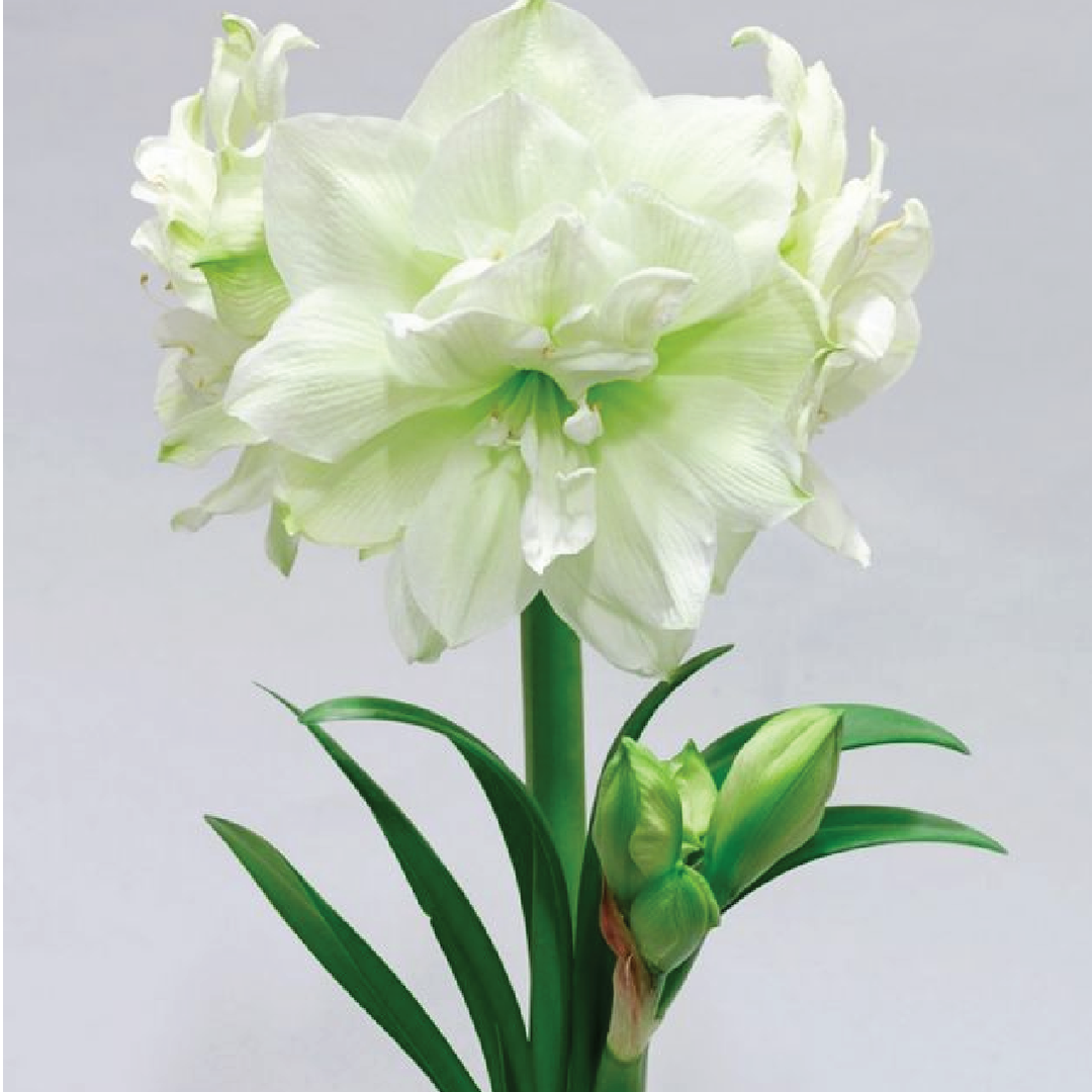 WHITE AMARYLLIS BULBS <br>أبصال الأمارلس البيضاء