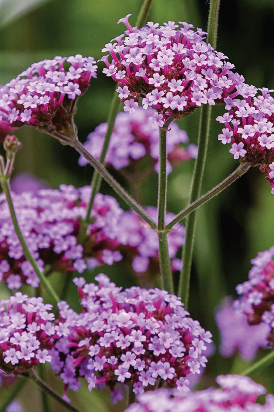 VERBENA SEEDS <br> بذور زهور الفيربينا
