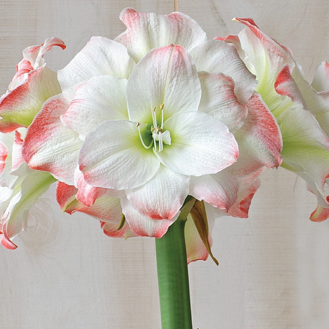 AMADEUS AMARYLLIS BULBS<br>أبصال أمارلس أماديوس