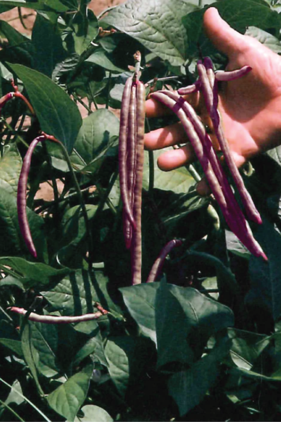 PINKEYE COWPEA SEEDS <br> بذور فاصوليا بينك آي