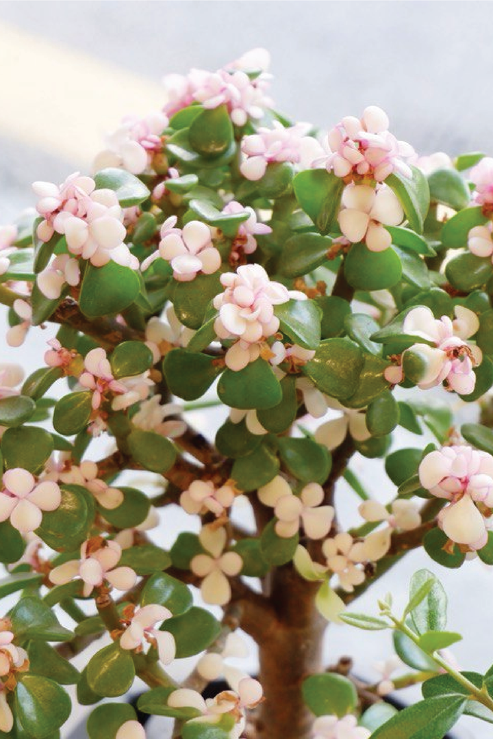 DWARF JADE AFRA PLANT