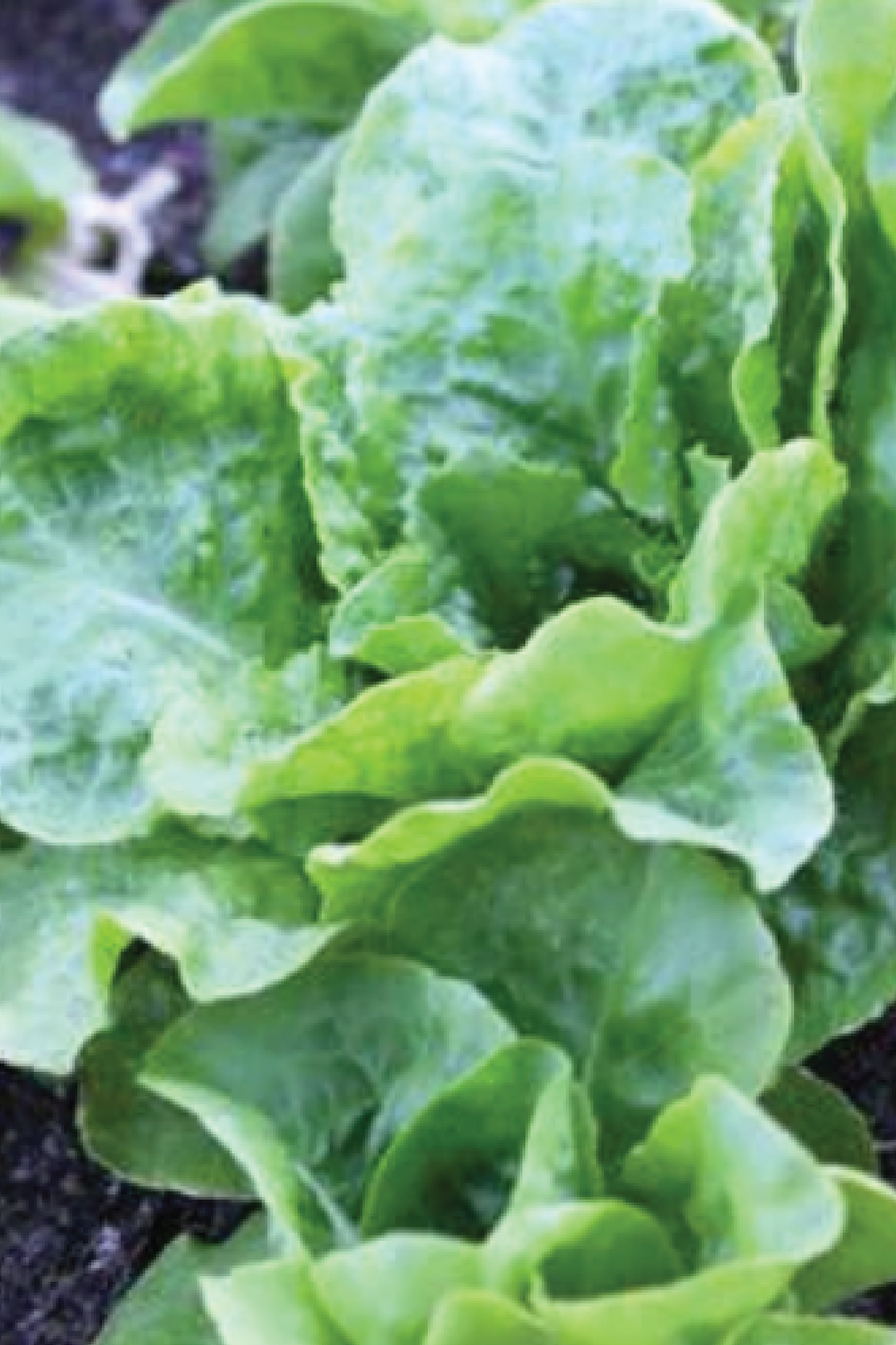 BUTTERCRUNCH LETTUCE SEEDS <br> بذور الخس المقرمش