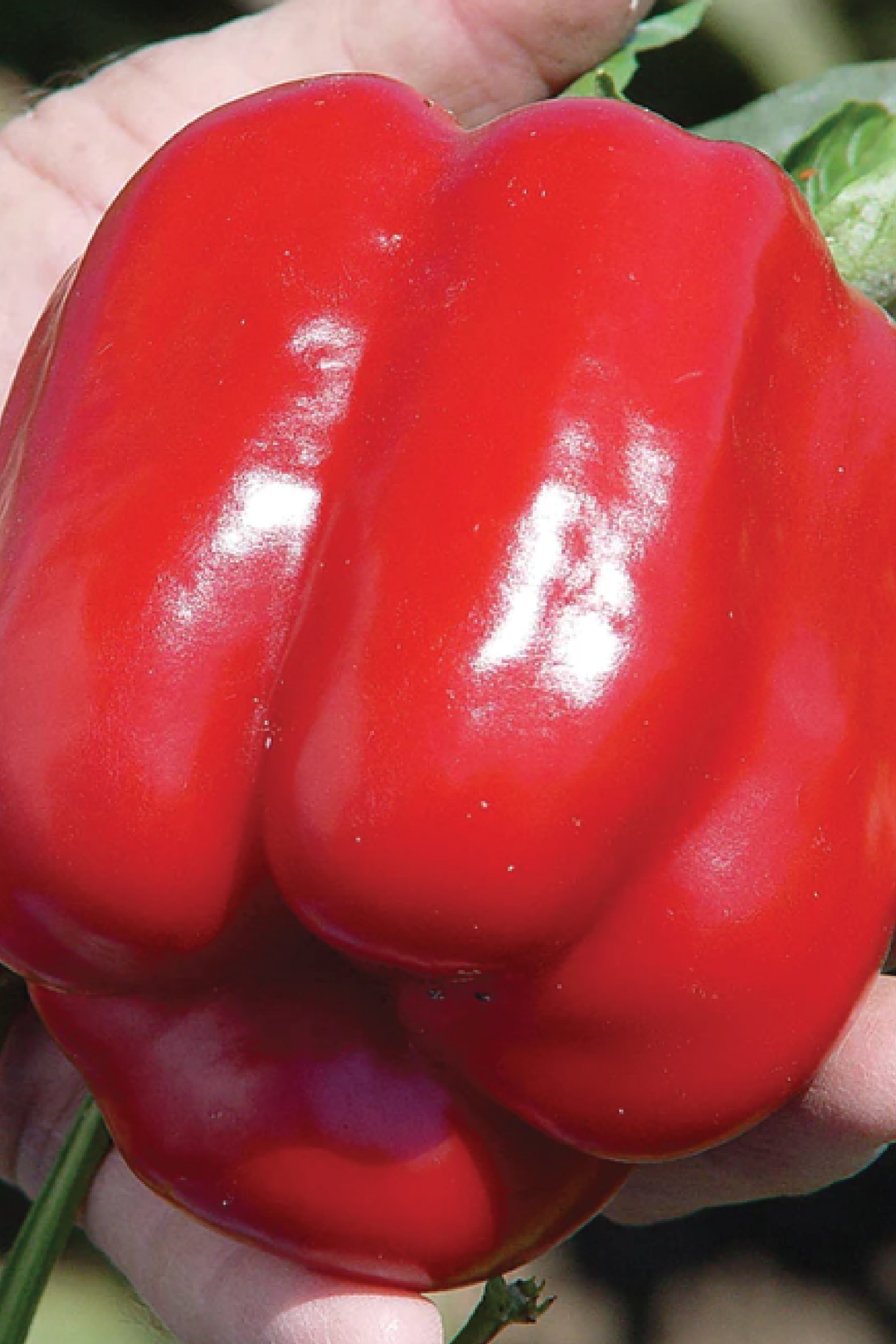 PEPPER SWEET BELL SEEDS <br> بذور الفليفلة الحلوة