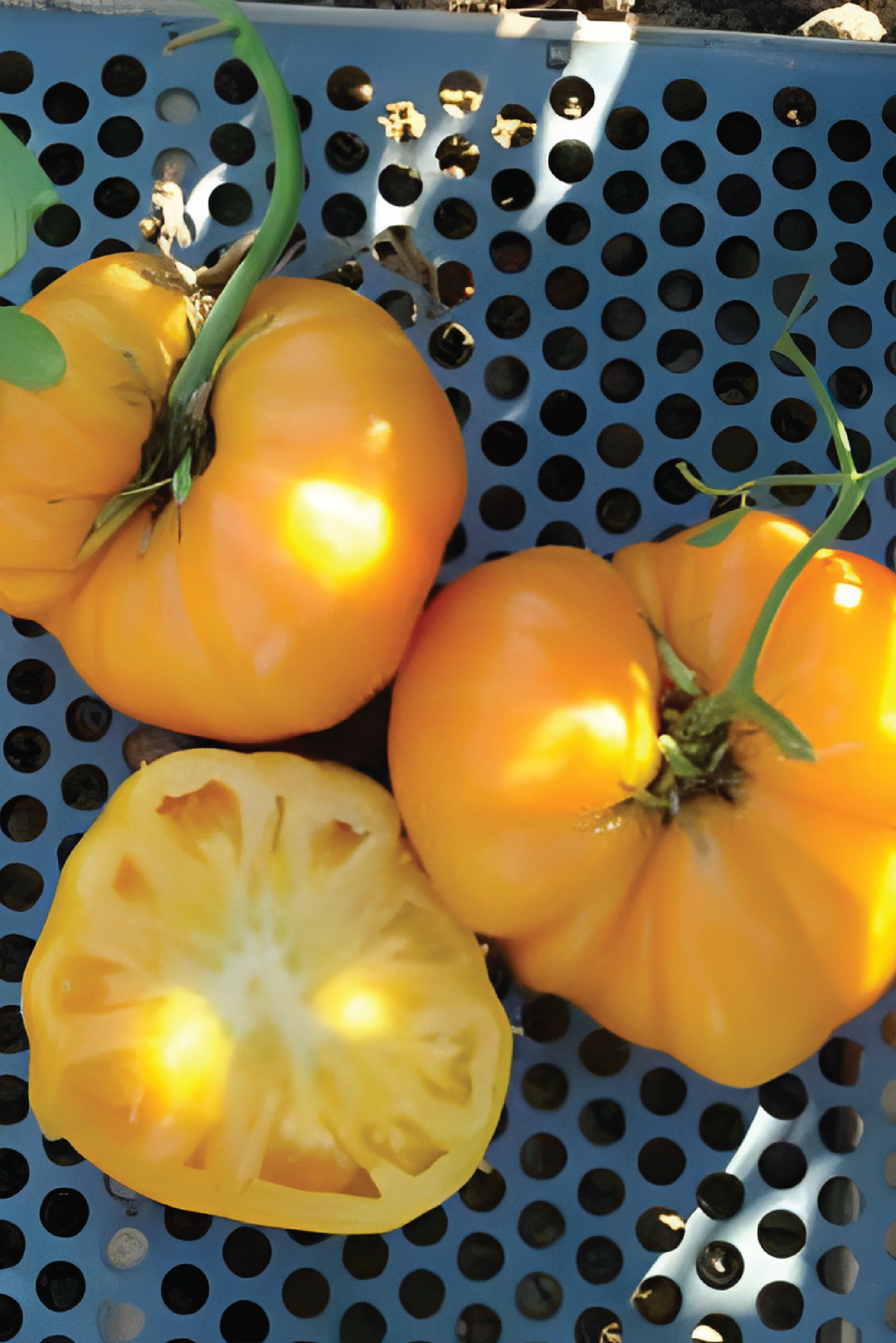 DR. WYCHE'S YELLOW TOMATO SEEDS <br> بذور طماطم د.ويتش الصفراء