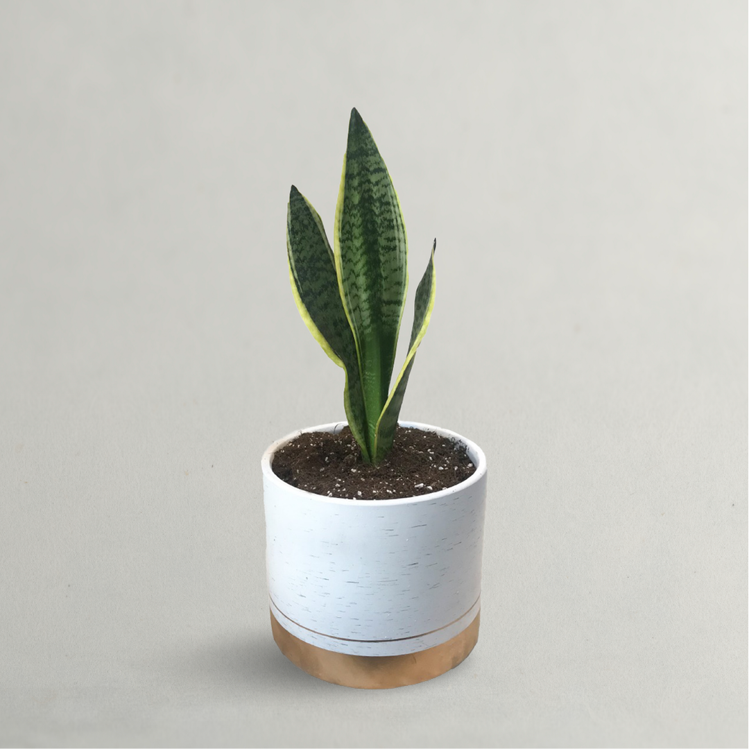 SANSEVIERIA TRIFASCIATA LAURENTII