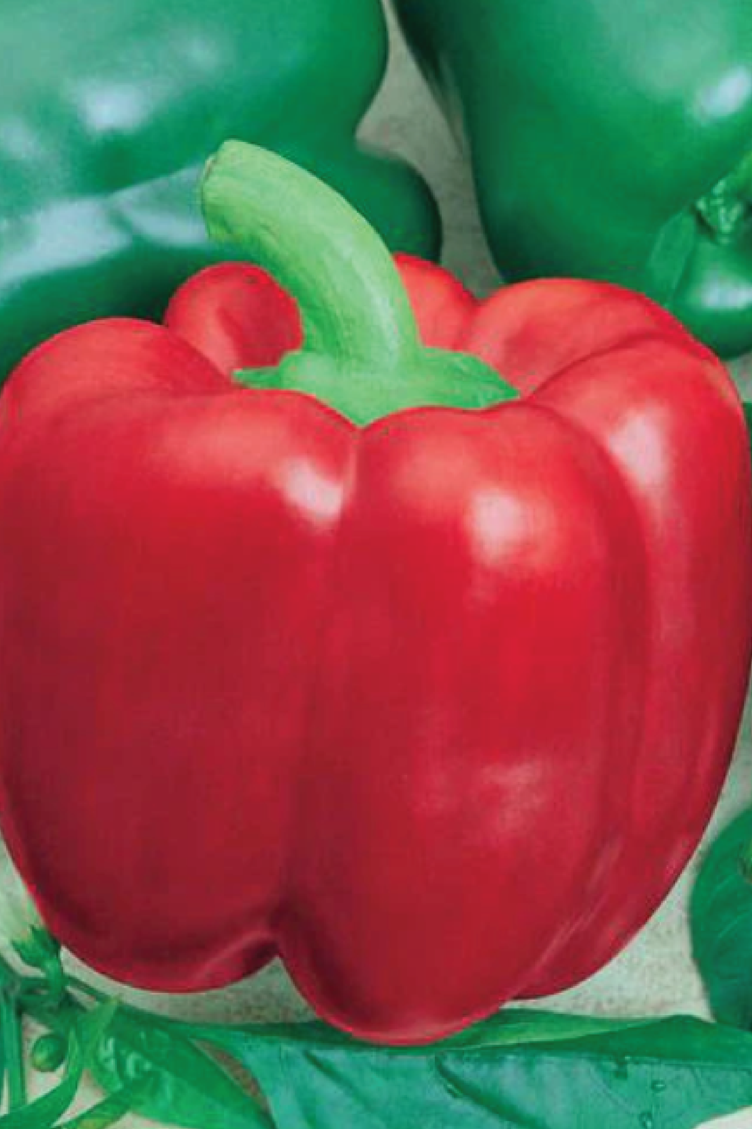 CALIFORNIA WONDER PEPPER SEEDS <br> بذور فلفل كاليفورنيا ووندر