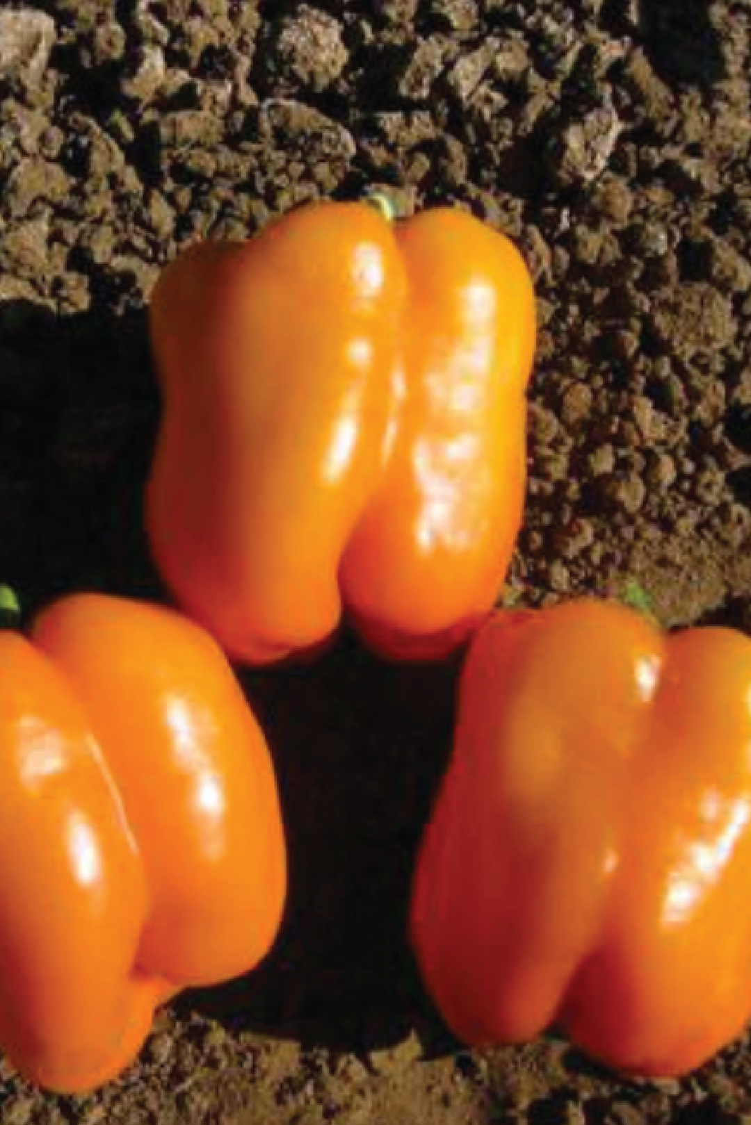 ORANGE SWEET PEPPER SEEDS <br> بذور الفليفلة البرتقالية
