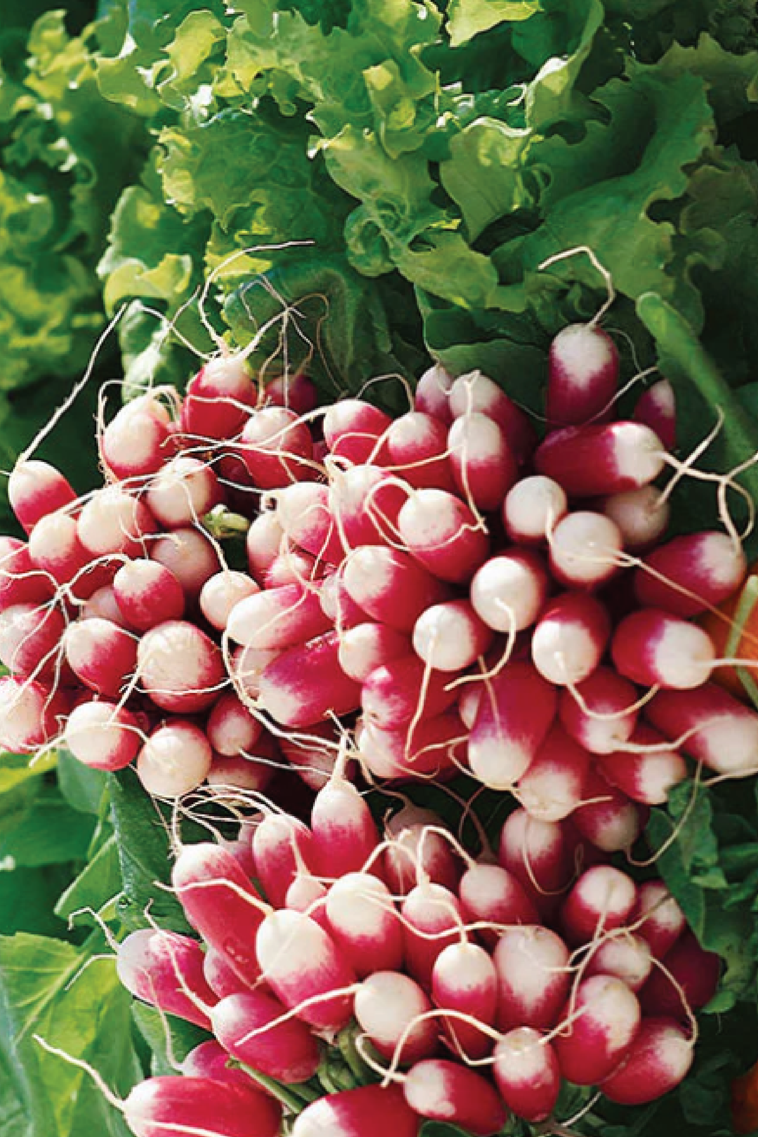 FRENCH BREAKFAST RADISH SEEDS <br> بذور الفجل الفرنسي