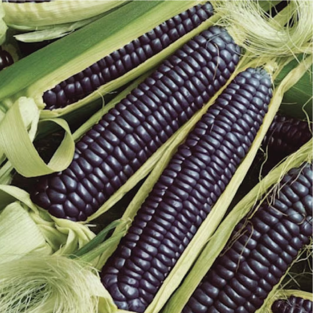 BLACK CORN SEEDS <br> بذور الذرة بلاك ستيكي اليابانية