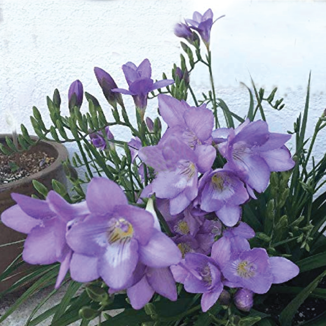 FRESSIA PURPLE FLOWER BULBS <br>أبصال زهرة الفريسيا الأرجوانية