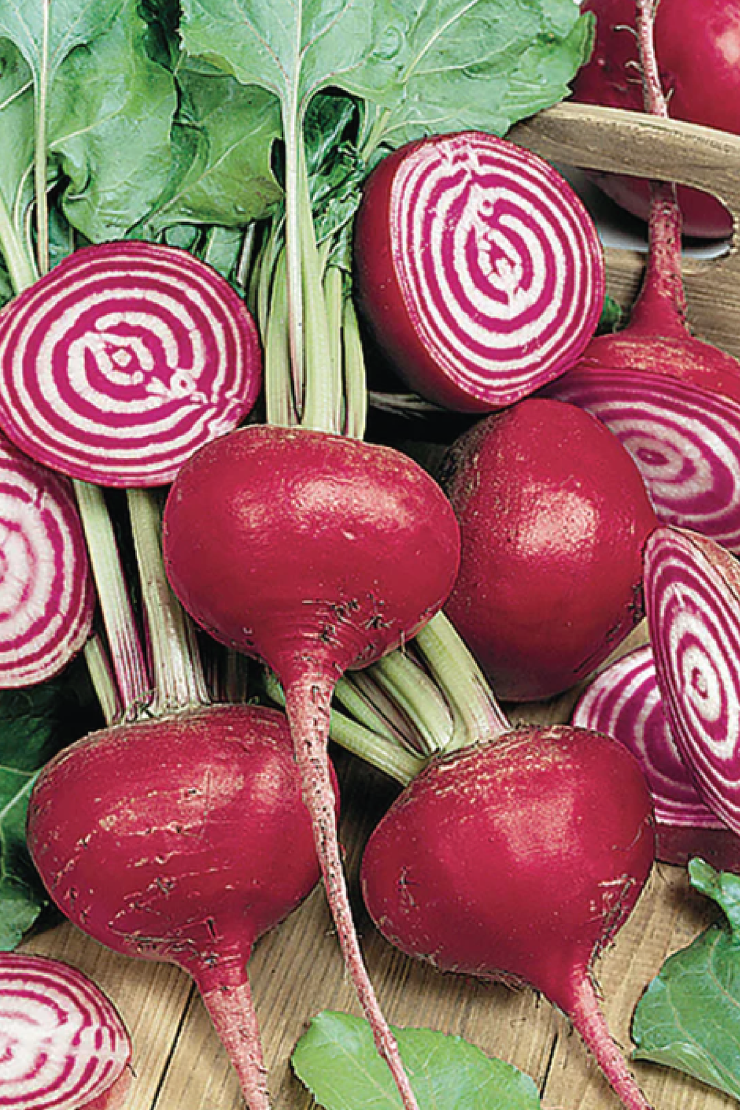 CHIOGGIA BEETROOT SEEDS <br> بذور الشمندر كيوجيا