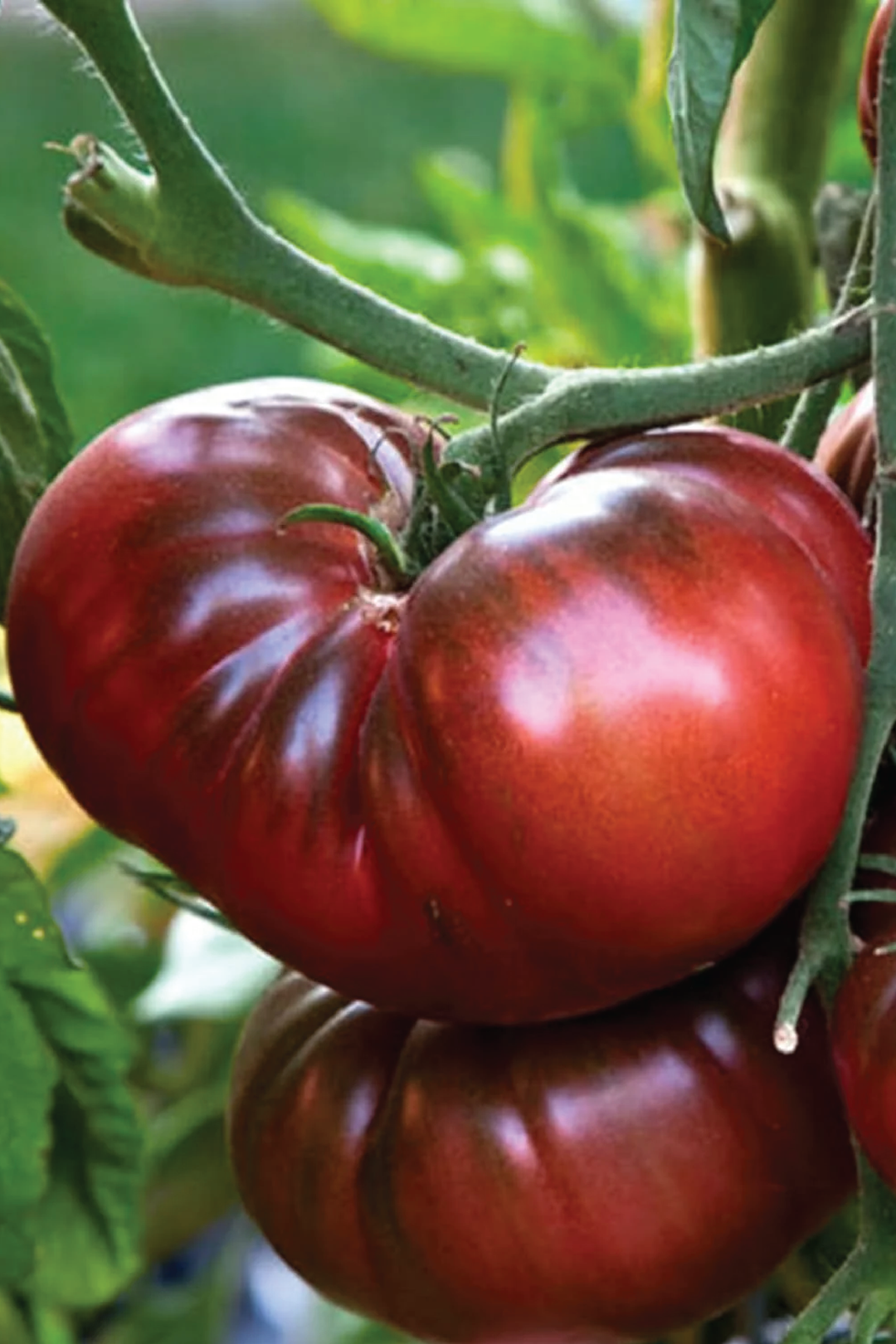 CHEROKEE PURPLE TOMATO SEEDS <br> بذور طماطم شيروكي الأرجوانية