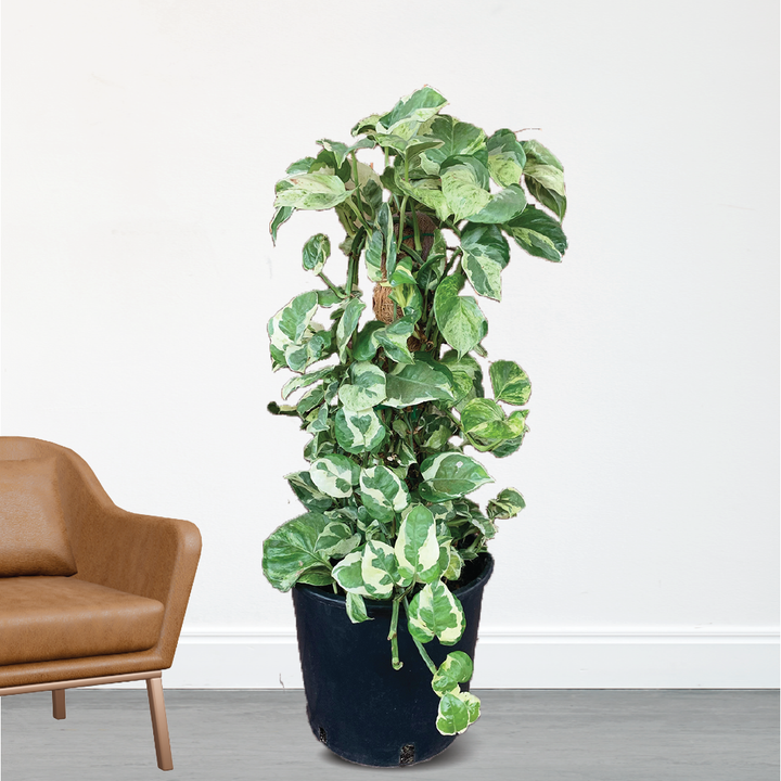 NJOY POTHOS PLANT