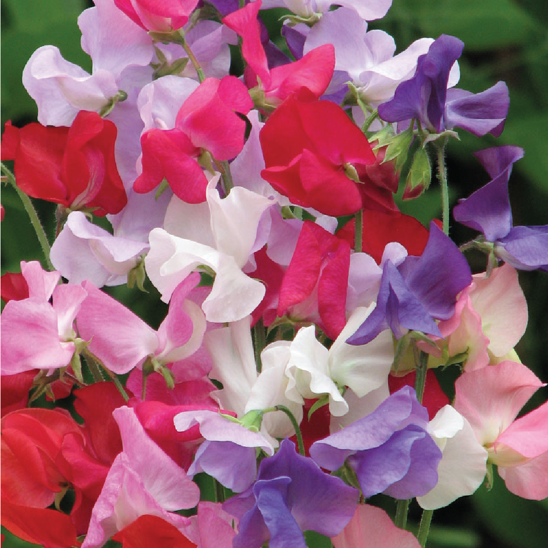 SWEET PEA SEEDS <br> بذور زهور البازلاء الحلوة