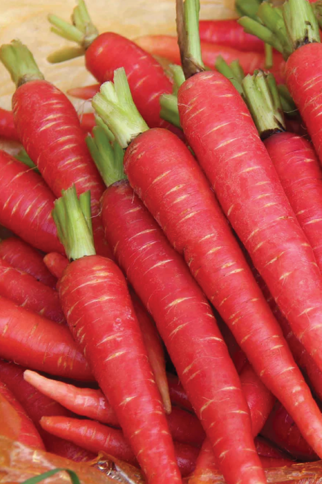 ATOMIC RED CARROT SEEDS <br> بذور جزر أتوميك الأحمر