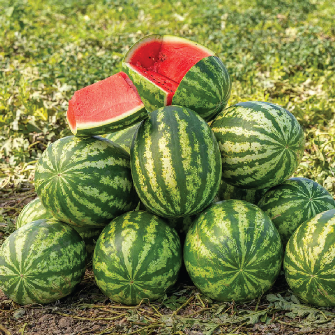 STRIPED WATERMELON SEEDS <br> بذور البطيخ المخطط