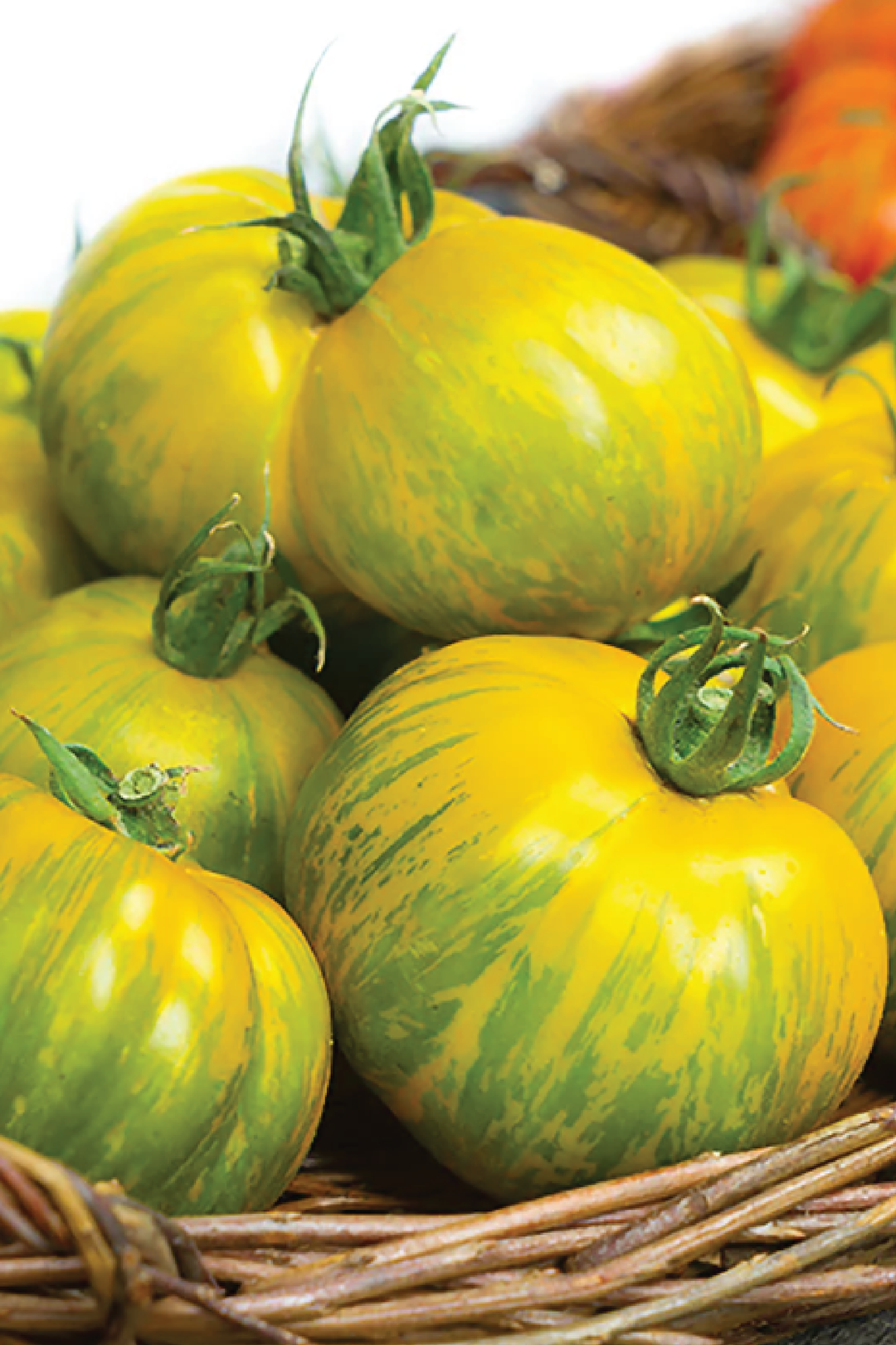 GIANT GREEN ZEBRA TOMATO SEEDS <br> بذور طماطم جرين زيبرا العملاقة