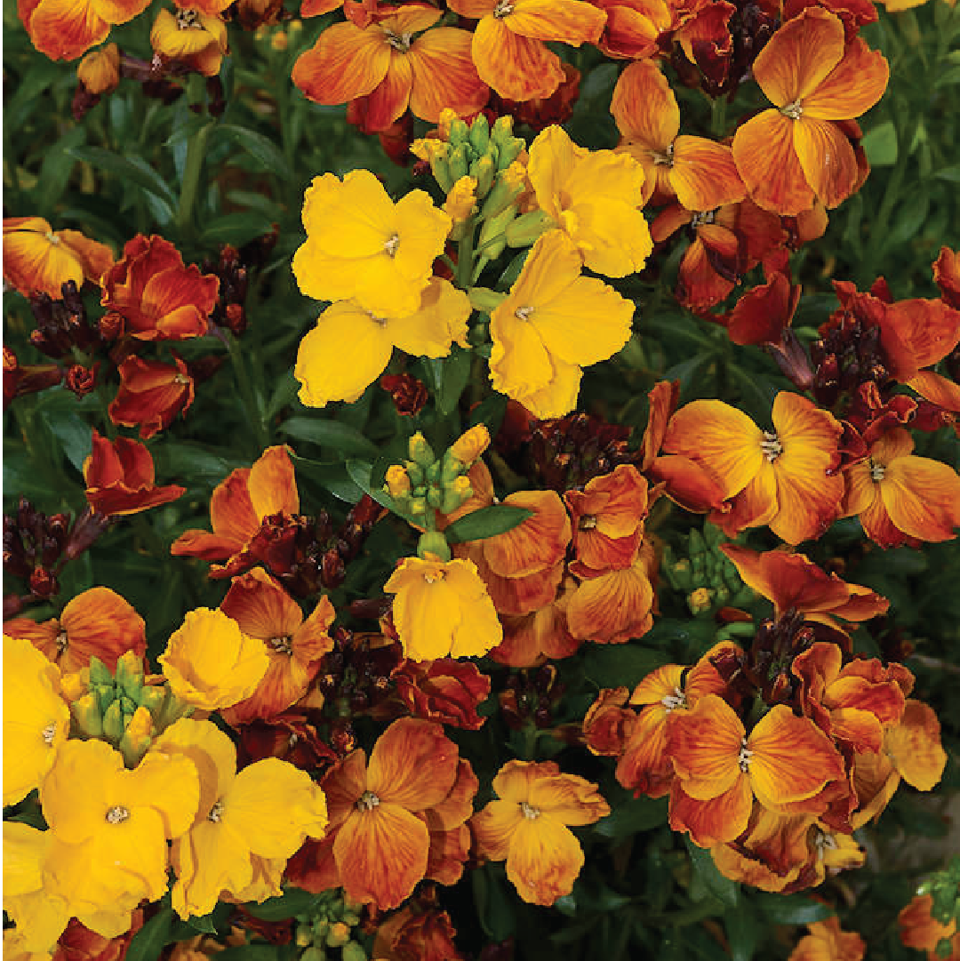 STOCK FLOWER SEEDS <br> بذور زهور المنثور
