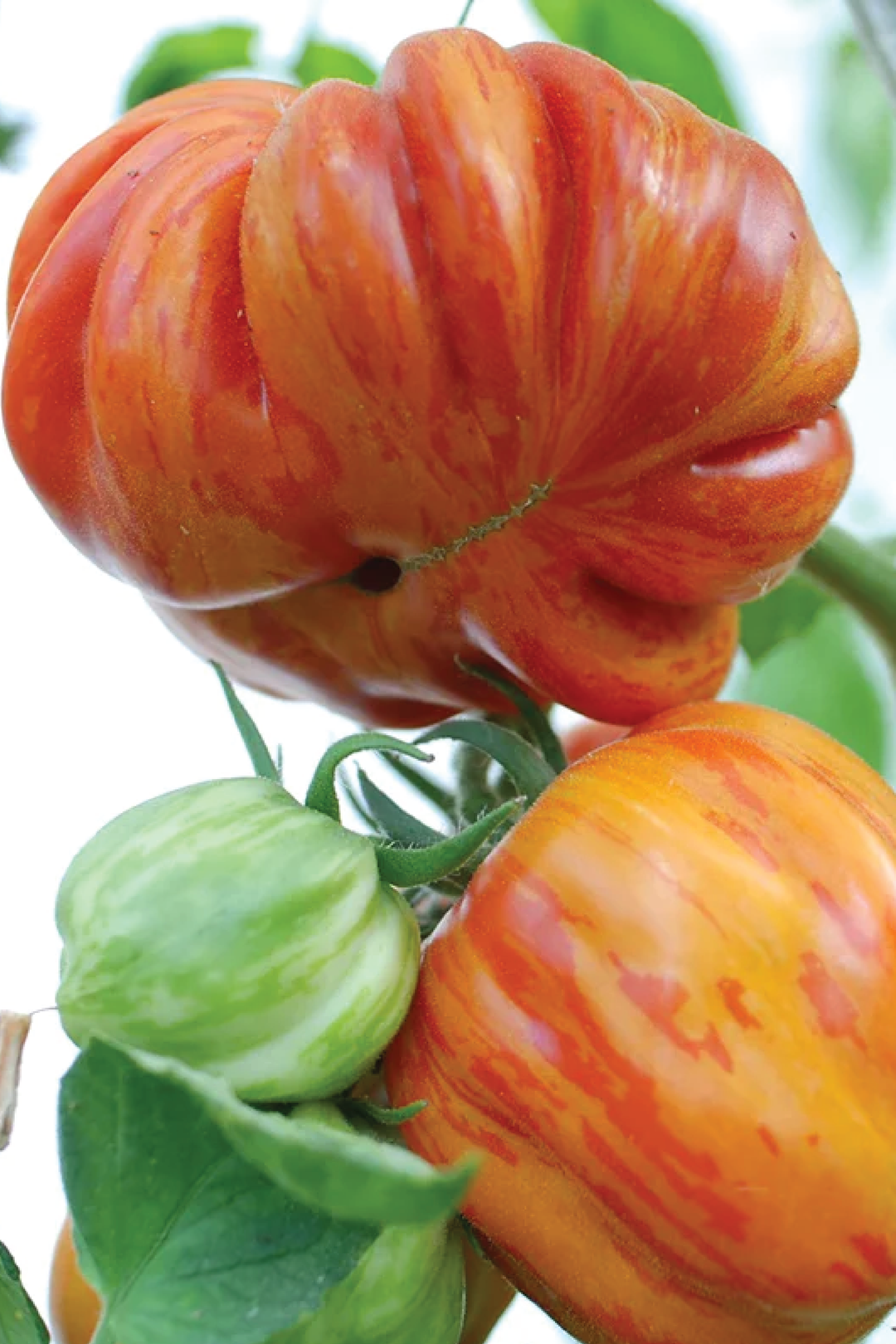 OLD GERMAN TOMATO SEEDS <br> بذور طماطم أولد جيرمان