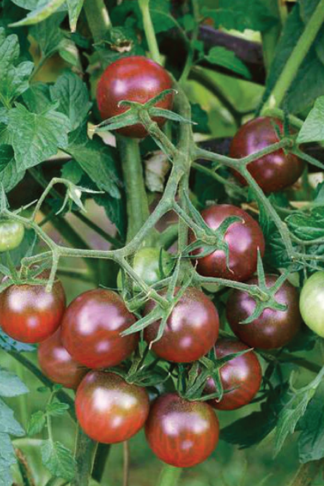 BLACK CHERRY TOMATO SEEDS <br> بذور الطماطم الكرزي الأسود